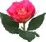 Picture of a Rose