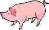 picture of a pig