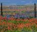Picture of Field of Wildflowers