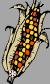 Picture of corn