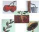 Items from Forest Products