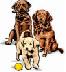 Picture of Dogs