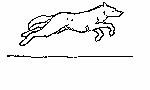wolf running