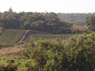 Champagne region near Chateaux Thierry