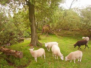 Sheep on the Sneekermeer