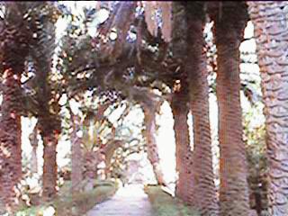 Palm trees in Arturo's garden