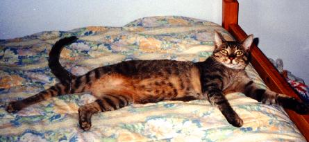 Lounge Cat