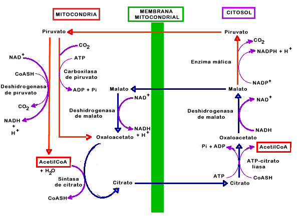 Tu tienes metabolismo basal alto ?