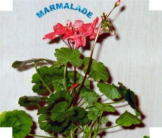 MARMALADE