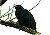 http://www.geocities.com/penang123/sitemap/00koel.jpg