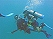 http://www.geocities.com/penang123/sitemap/divedm.jpg