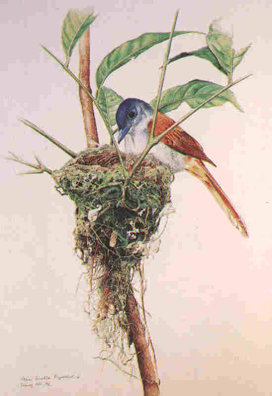 Asian Paradise Flycatcher by Choo Beng Teong