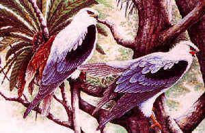 Black-shouldered Kite by Dr. Neoh