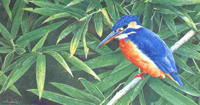 Common Kingfisher by Choo Beng Teong