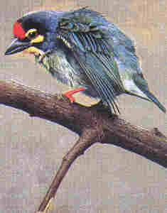 Coppersmith Barbet by Choo Beng Teong