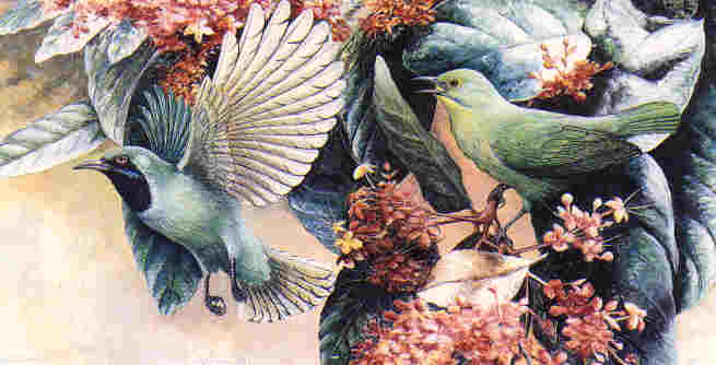 Greater Green Leafbird by Dr Neoh