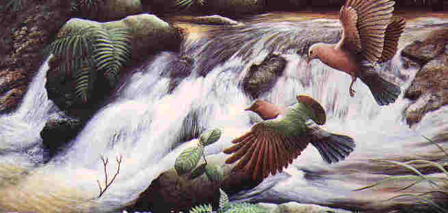 Green-winged Pigeon by Dr Neoh