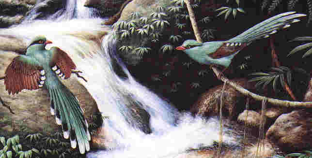 Green Magpie by Dr Neoh