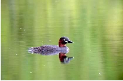 Little Grebe