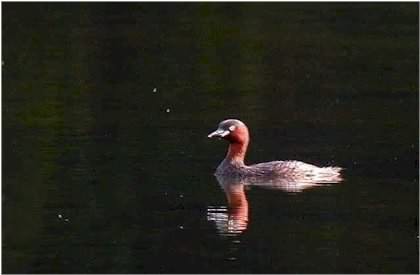 Little Grebe
