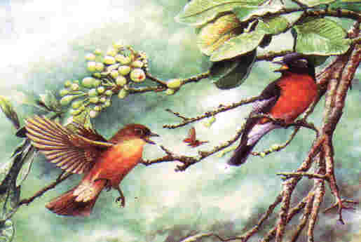 Mugimaki Flycatcher by Dr Neoh