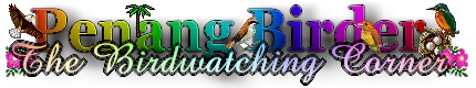 Penang Birder 