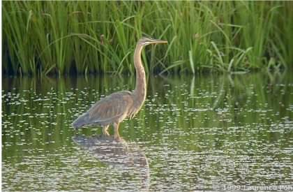 Purple Heron