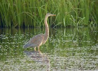 Purple Heron