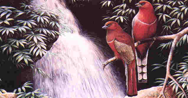 Red-headed Trogon by Dr Neoh
