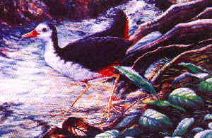 White-breasted Waterhen by Dr. Neoh