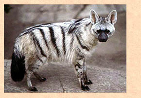 Aardwolf