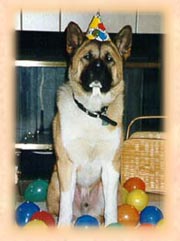 Birthday dog