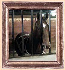 My horse, Baby's Request