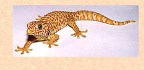 Harold, an albino Tokay