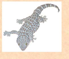 My first Tokay gecko