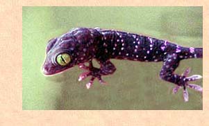 Our new Tokay