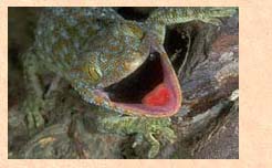 Open-mouthed Tokay gecko
