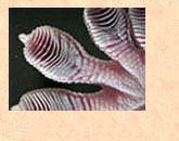 Lamellae