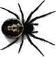 BUG