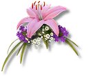 Lily Flowers