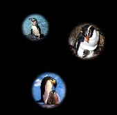 Penguin Screen Saver