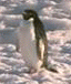 An Adlie penguin