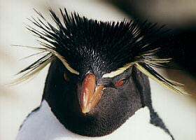 Chinstrap Penguin