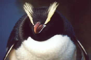 The head of an Erect penguin