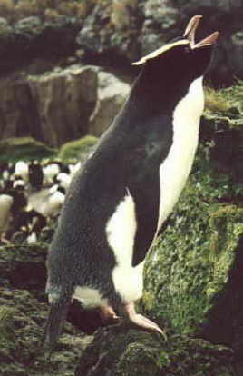 An Erect Crested penguin