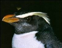 The head of Fiordland penguin