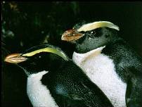 Two Fiordland penguins