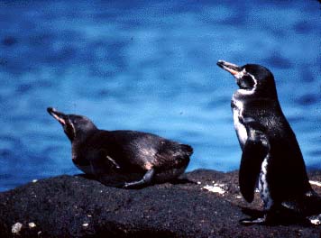 A Galpagos penguin