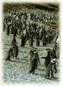 A group of Galpagos penguins