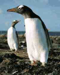 A Gentoo penguin